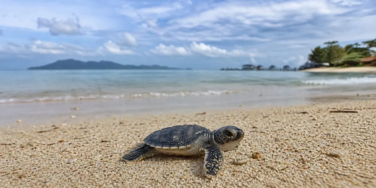 Green turtles given least concern status — The Japan Times