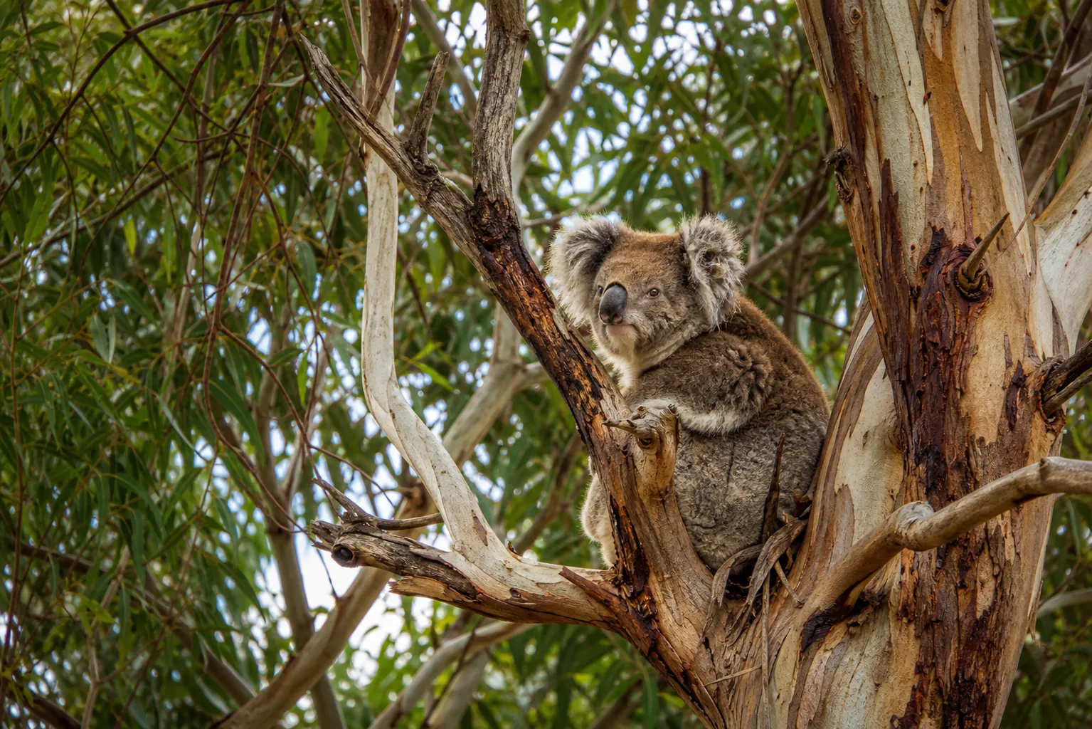In Australia, Greens MP urges against blocking mechanism for koala park