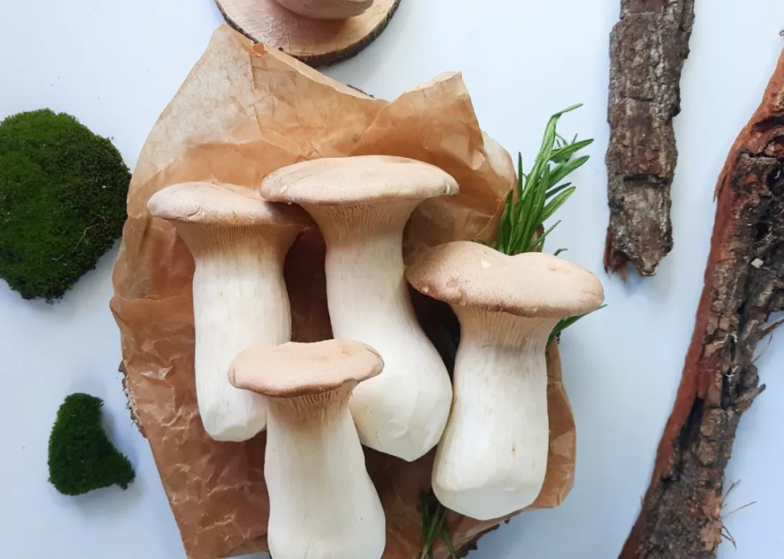 MUSHROOMS AS A FUNCTIONAL FOOD: NUTRITIONAL VALUE, MINERAL COMPOSITION AND THE IMPORTANCE OF INDUSTRIAL GROWING IN CONTROLLED CONDITIONS