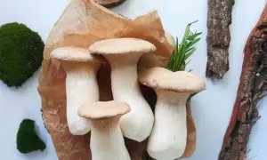 MUSHROOMS AS A FUNCTIONAL FOOD: NUTRITIONAL VALUE, MINERAL COMPOSITION AND THE IMPORTANCE OF INDUSTRIAL GROWING IN CONTROLLED CONDITIONS