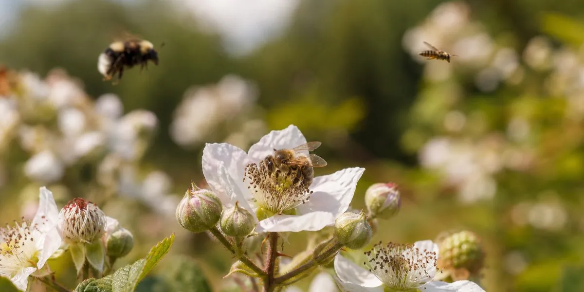 Photo: ua.news Honeybees displace wild pollinators stud