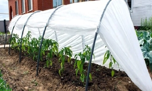 Обнародовано видео, как фальсифицировали выборы в Госдуму РФ на Донбассе