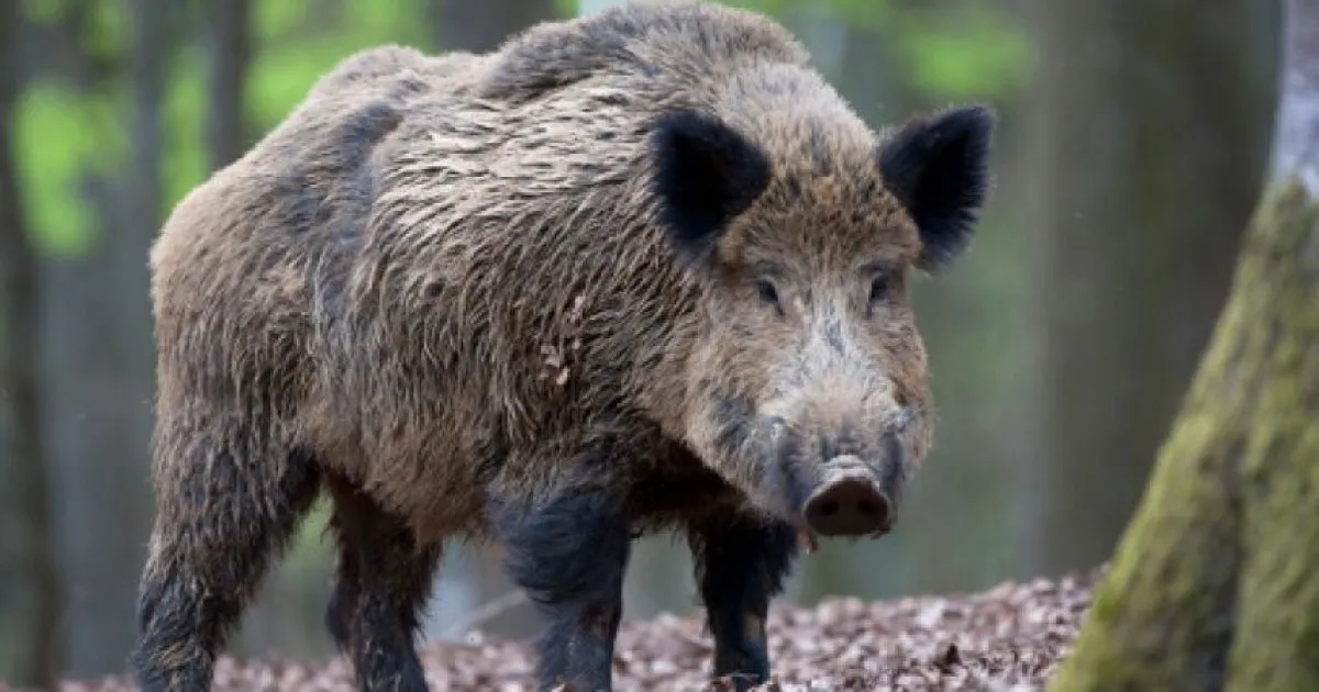 У Польщі знайшли мертвого кабана з африканською чумою: влада не виключає диверсію