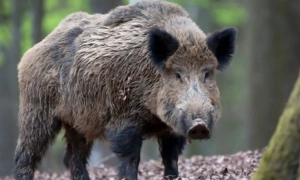 У Великій Британії навчилися переробляти одноразовий біопластик за 24 години