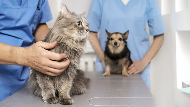 Ukraine Has Changed the Rules for Registering Veterinary Drugs