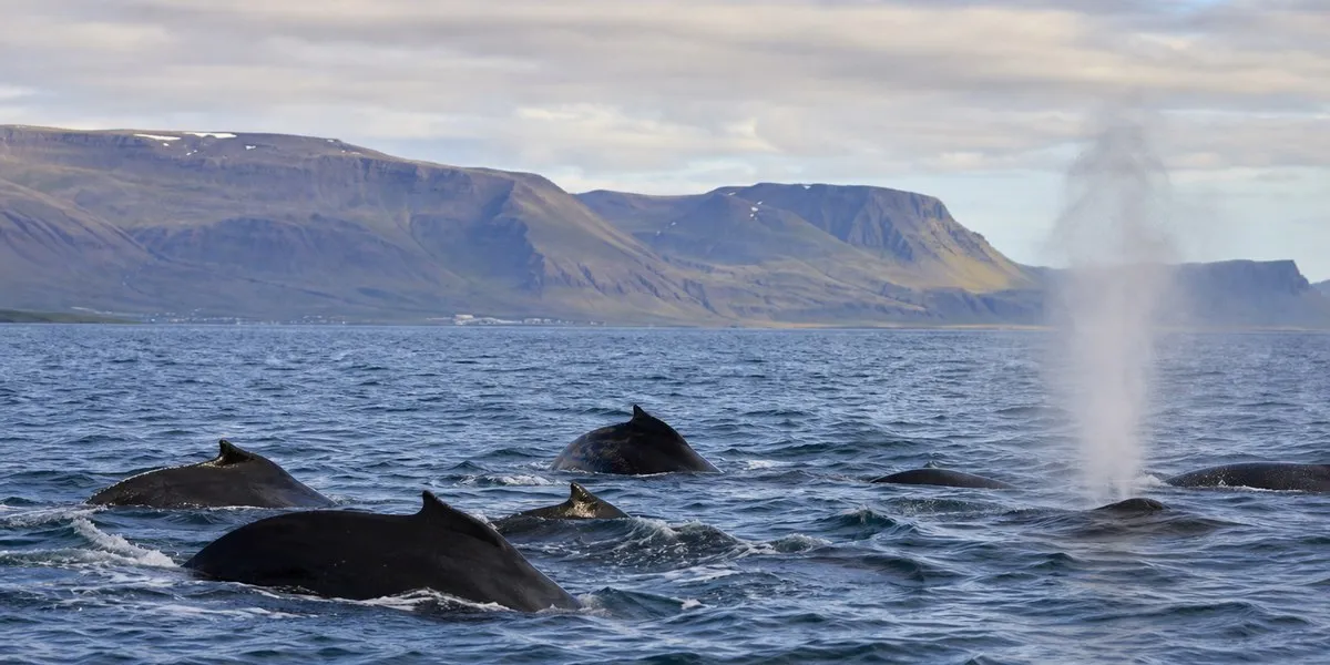 Iceland prepares bill that could end whaling