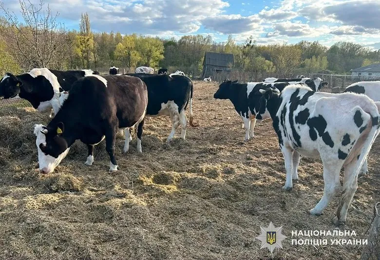 The director of a state-owned agricultural enterprise has been accused of the disappearance of 57 cows