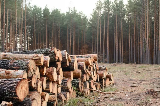 Уряд змінив правила заготівлі деревини під час воєнного стану