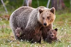 ШІ допомагає відстежувати бурих ведмедів у дикій природі