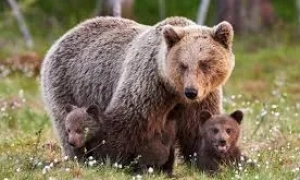 Для АТО создали уникальный беспилотник