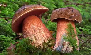 Інфографіка, відео: корупційна схема, на якій заробляв Гримчак