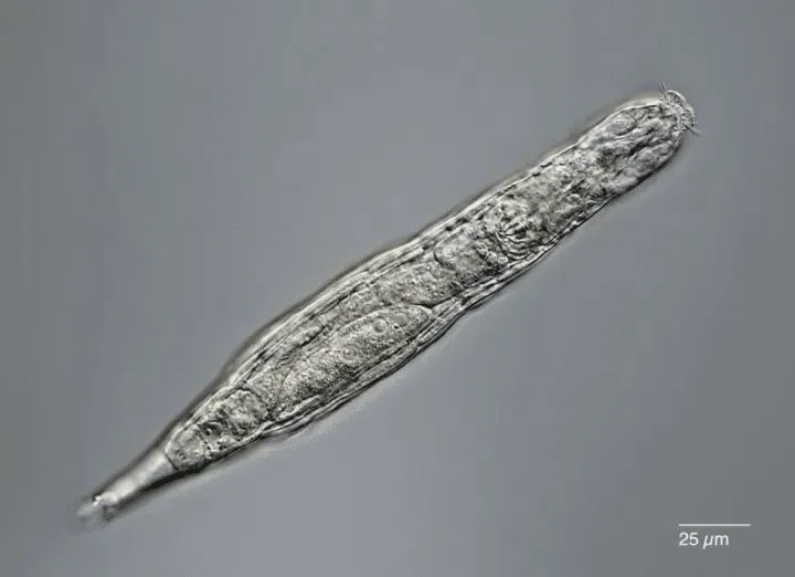 Учёные оживили животное, замерзшее 24 000 лет назад – видео