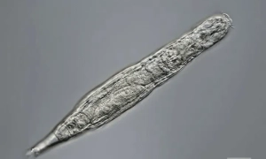 В Twitter при Маске почти перестали бороться с российской пропагандой – BBC