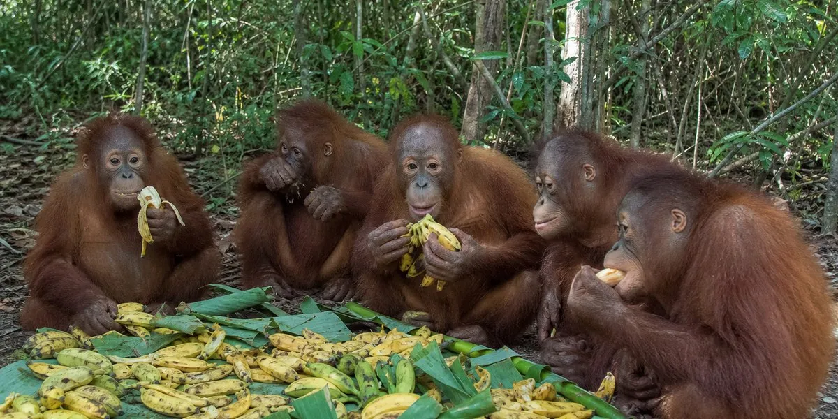 Five orangutan infants found in India — Asharq Al-Awsat