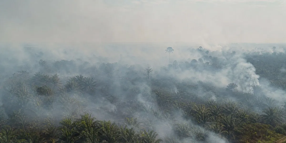 Monitoring: pożary w Indonezji objęły 1,9 mln hektarów — Asharq Al-Awsat