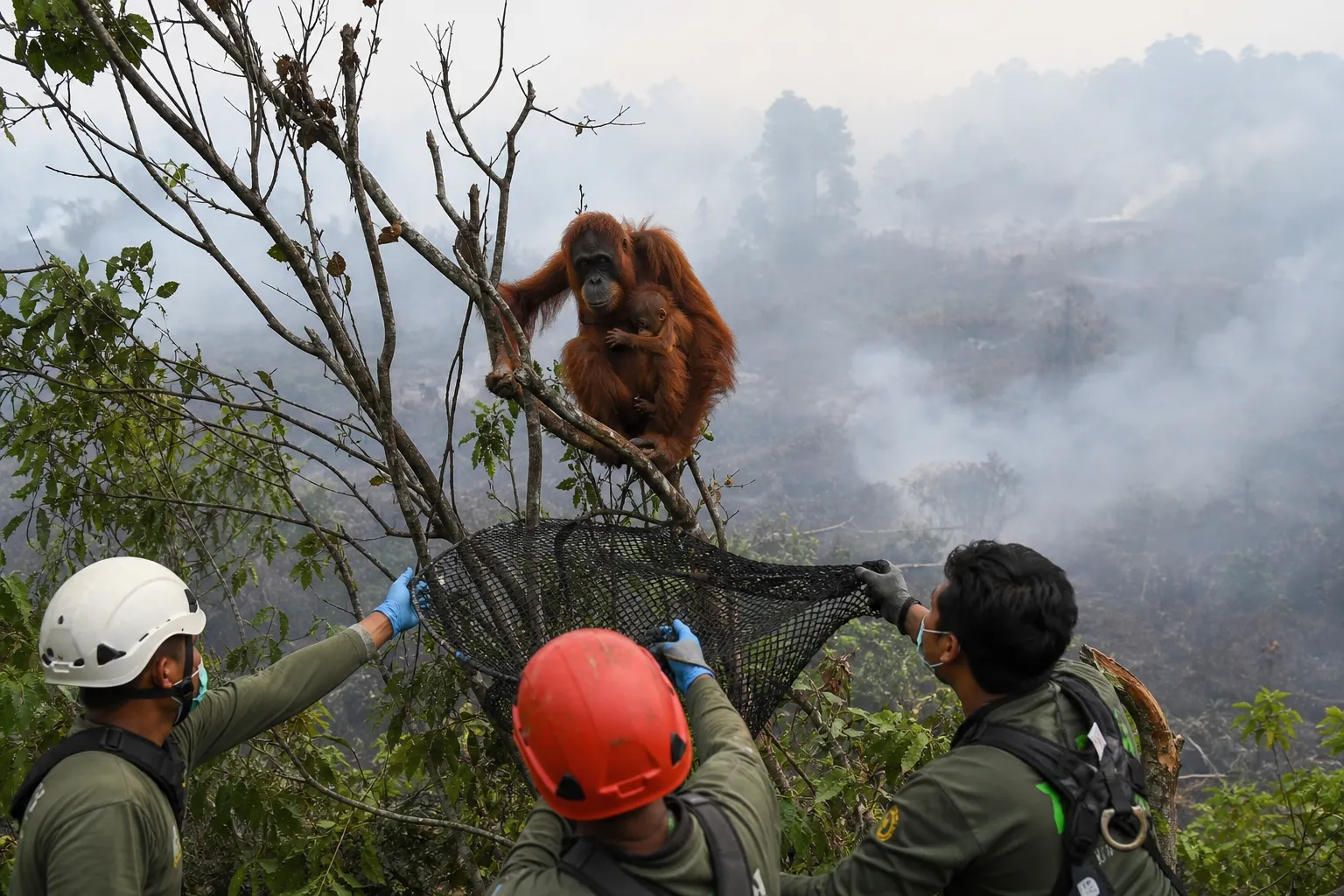 Female orangutan and baby rescued from fire zone in Indonesia