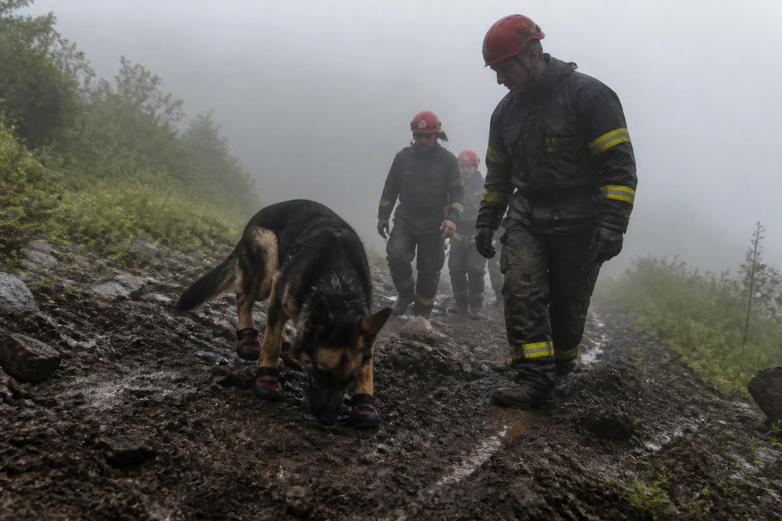 三只受伤搜救犬在吉隆泥石流后继续搜寻