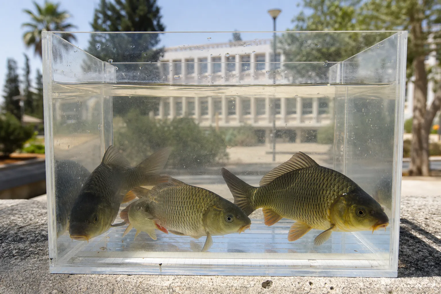 Israel studies resistance of carp relatives to CyHV-3 virus