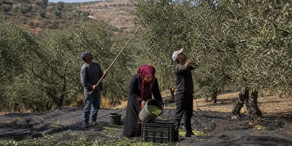 Israeli settlers attack olive pickers — Al Jazeera