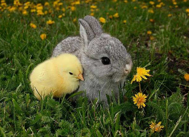 Russia Explains How to Register Chickens and Rabbits