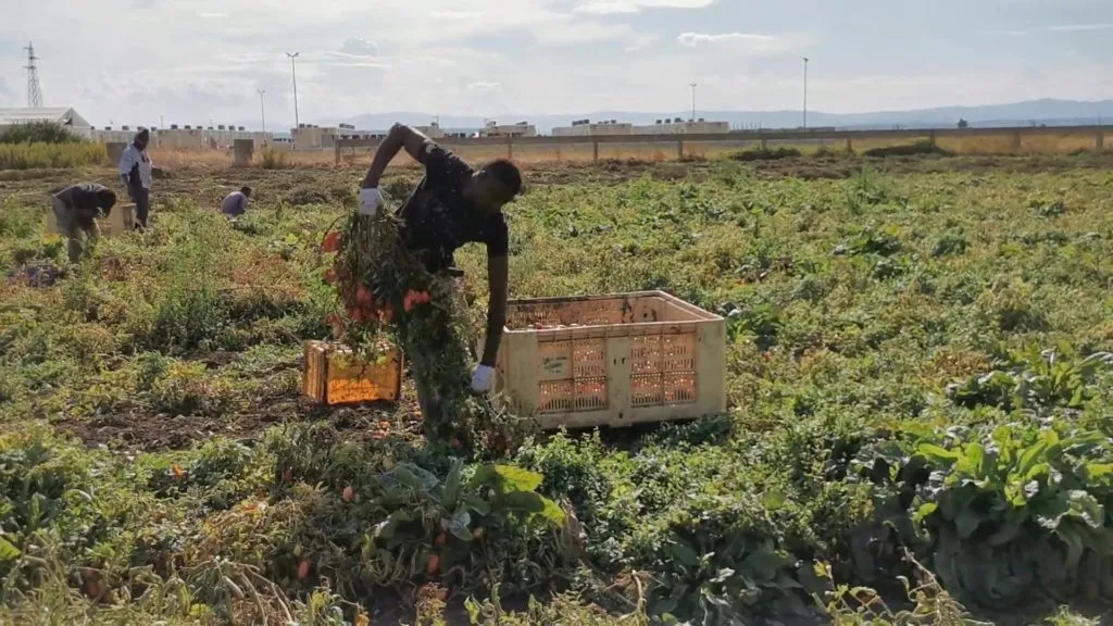 Four migrant workers were burned alive in Italy – Reuters