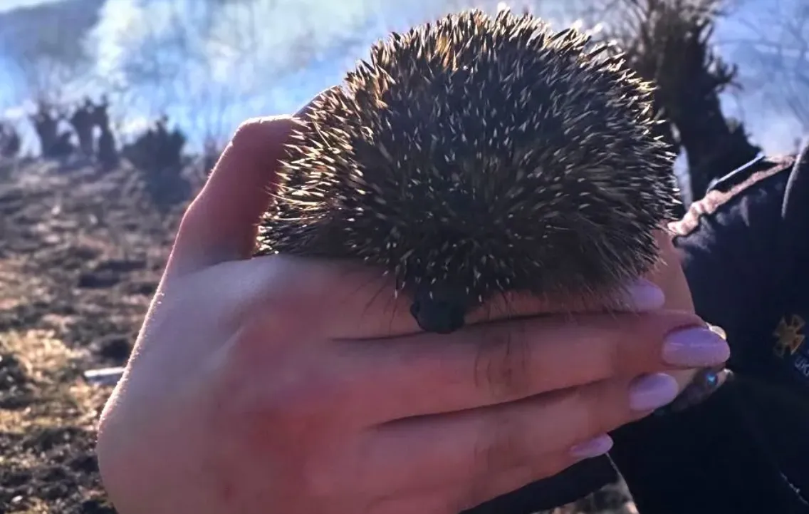 У Яремчі рятувальниця врятувала їжачка під час займання сухої трави