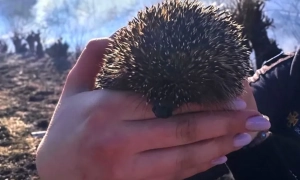 Діяльність Міндіча не стосується роботи студії — «Квартал 95»