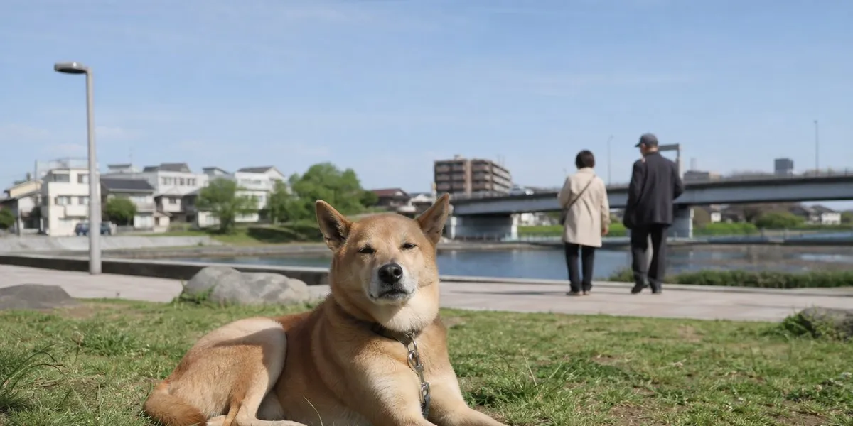 日本为13岁犬只Mitsunaka寻找新家——《日本时报》