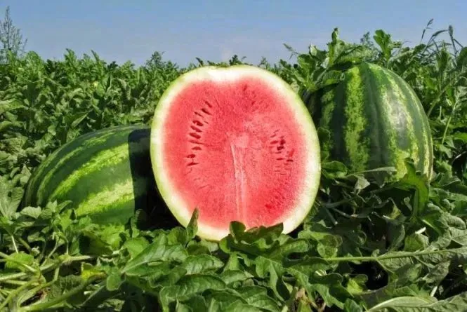 Watermelon prices in Ukraine are falling rapidly