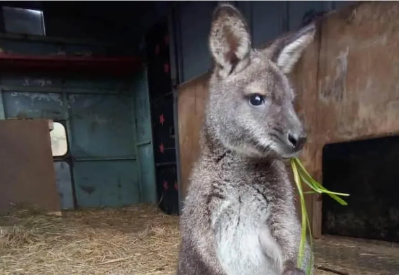 У Чехії пожежники впіймали загубленого різдвяного кенгуру Скіпа