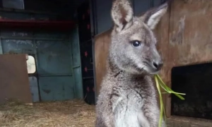 Видання WSJ розкрило мету візиту Зеленського до Трампа