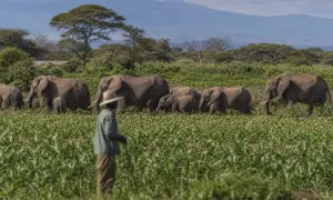 Autorzy Dawn zaproponowali rozwój rynku biomasy w walce ze smogiem w Pakistanie
