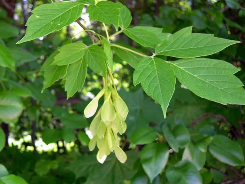 У рф розпочинають тотальну вирубку американського клена