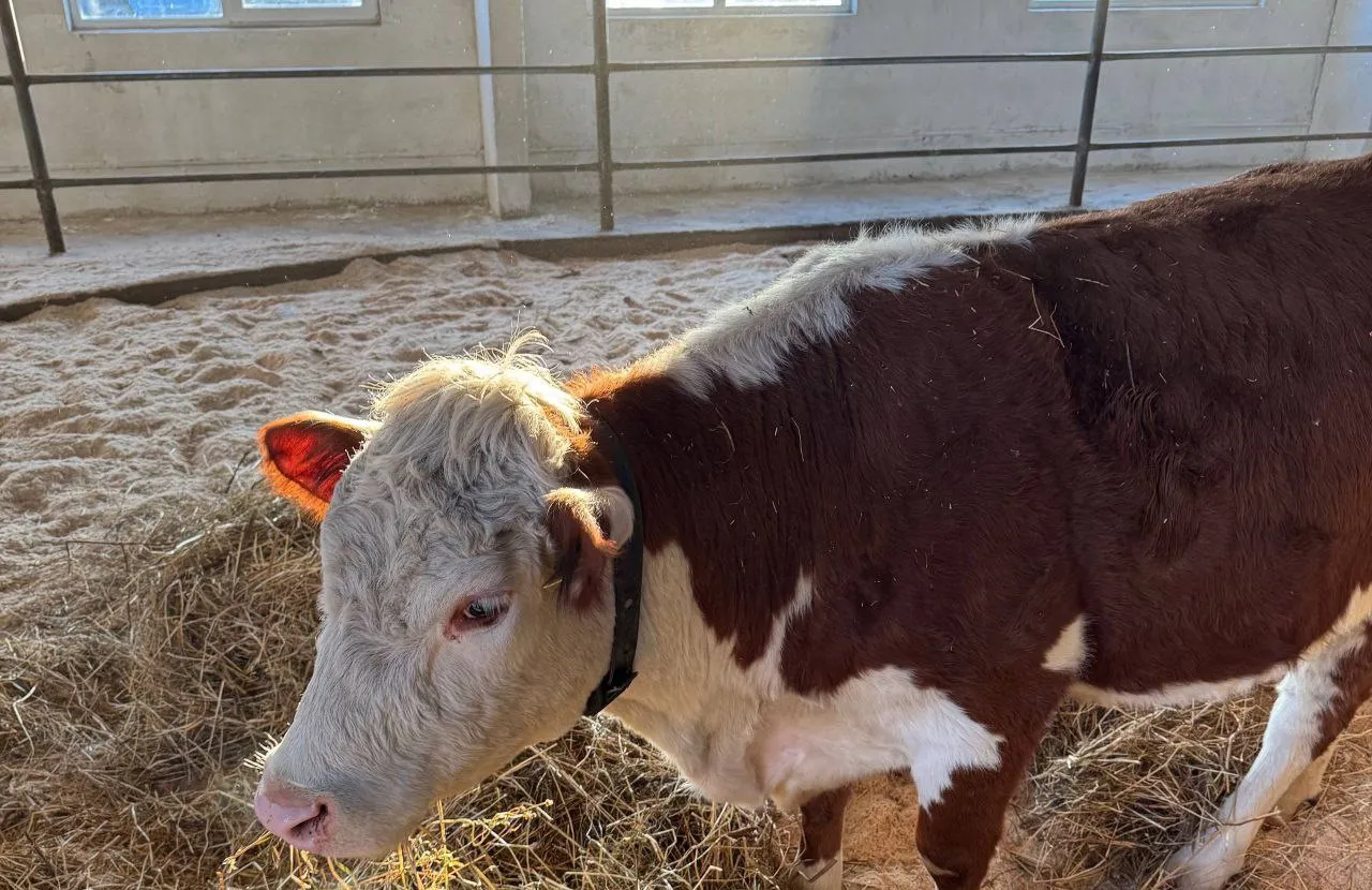 Лукашенко під час візиту до регіонів отримав корову в подарунок