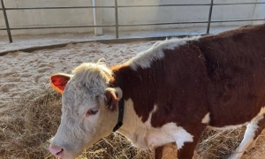 У Венесуелі 95% учасників референдуму підтримали територіальні претензії до Гайани – влада