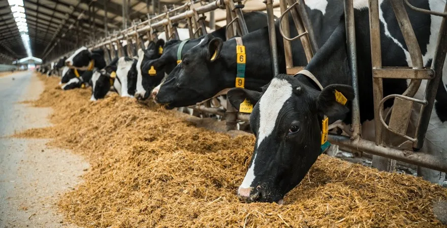 Влада РФ знищила скот фермерів Сибіру майже на $20 млн