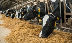 Орбан пропонує включити РФ до європейської безпекової та енергетичної системи