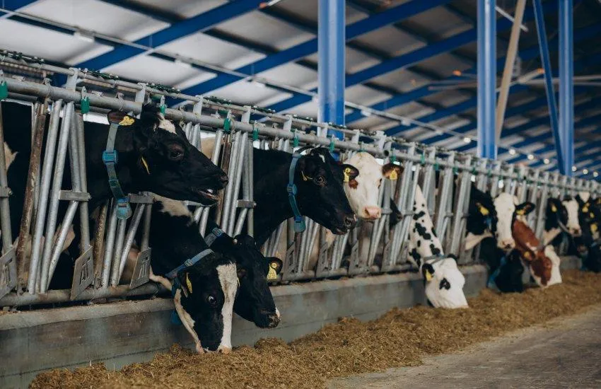 В Україні почали діяти євровимоги до поводження із сільськогосподарськими тваринами