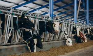 Wizz Air збільшує частоту рейсів із Києва до Берліна