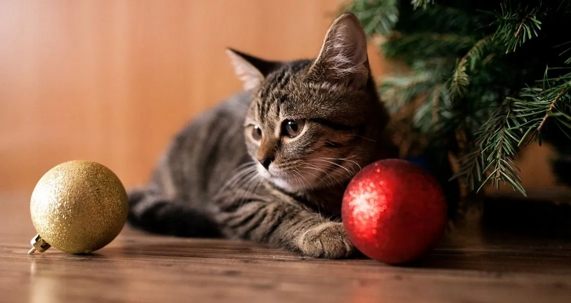 2 січня: День наукової фантастики, Всесвітній день інтроверта та котячий Новий рік