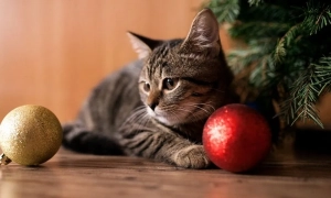 Фото, відео: в окупованому Криму пересохли верхів'я Білогірського водосховища