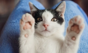 Зеленський визнав ризики з поставками американської зброї