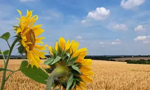 Заморозки вдарили по врожаю: в Україні прогнозують дефіцит фруктів