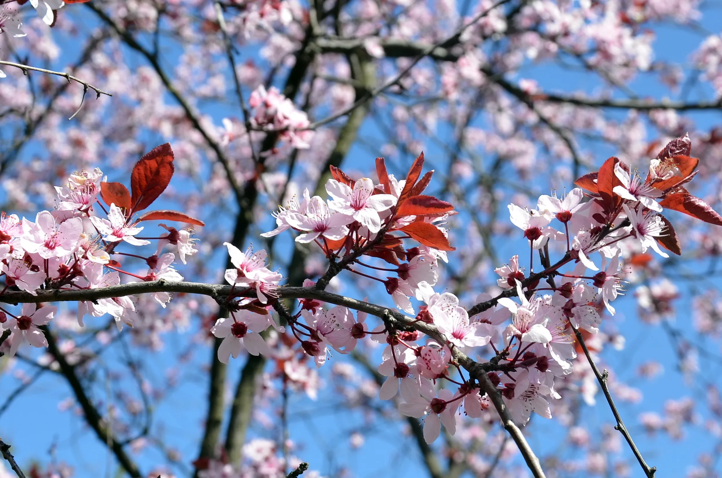 Укргідрометцентр оприлюднив попередній прогноз погоди на квітень