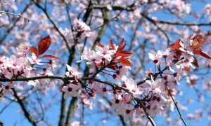 Рада намерена переименовать День защитника Украины для гендерной справедливости