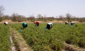 The Cabinet of Ministers has extended the payment deadlines for farmers regarding exports