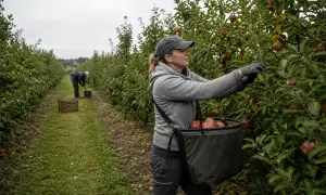 ПАР розширила можливості експорту цитрусових до Індії