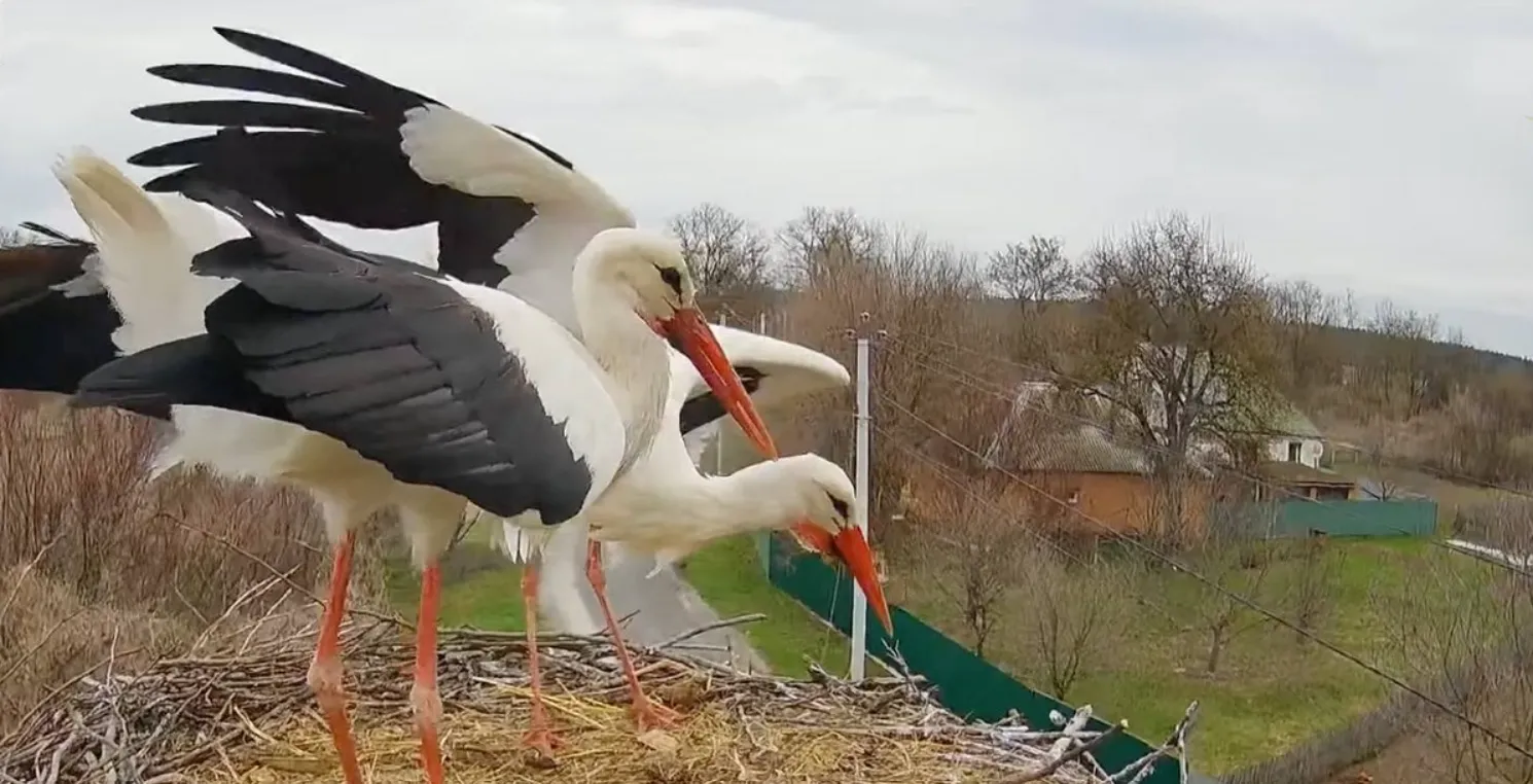 На Полтавщині лелеки Лель і Квітка втратили гніздо через повернення колишніх власників