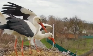 Уряд призначив нове правління «Нафтогазу»