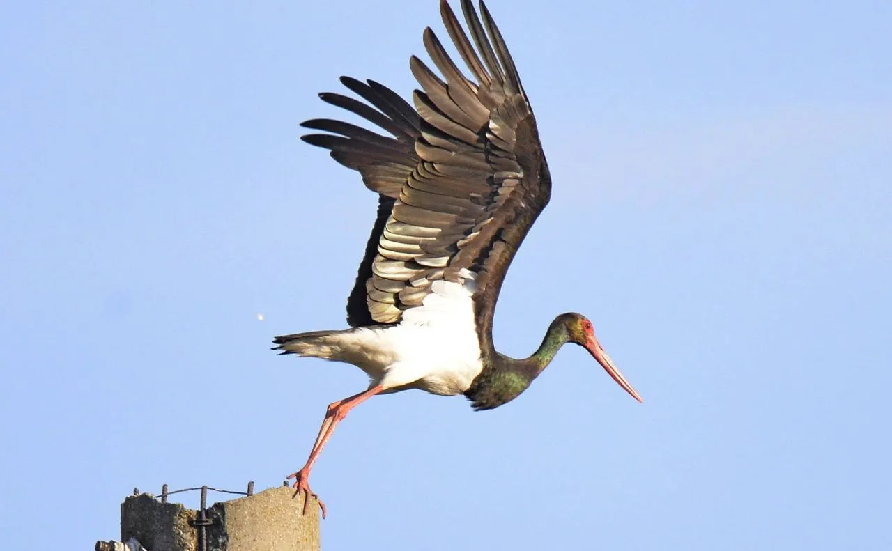 До Чорнобильської зони почали повертатись лелеки
